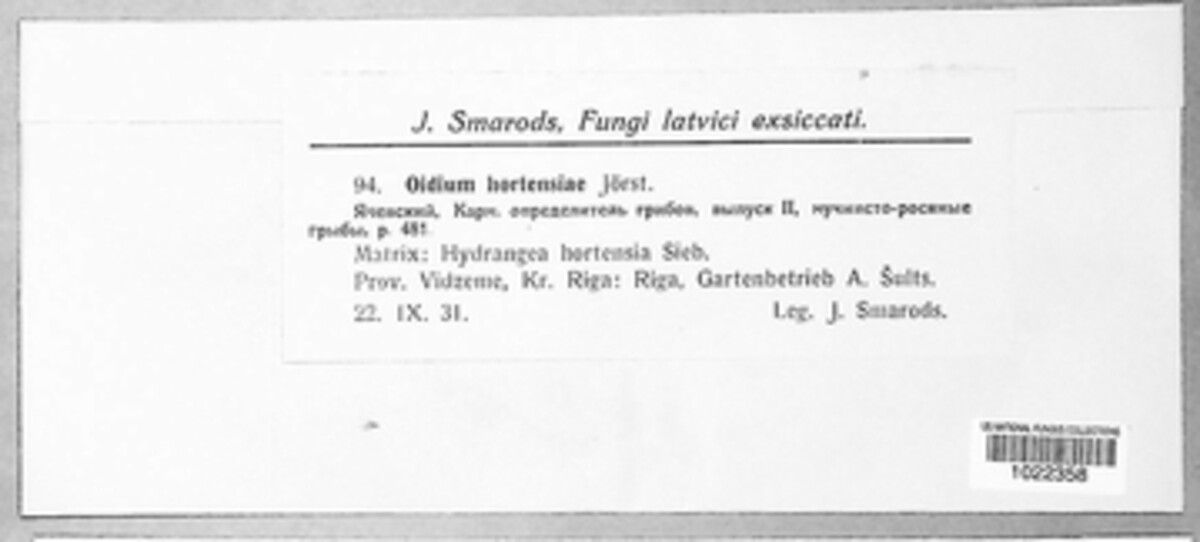 Oidium hortensiae image